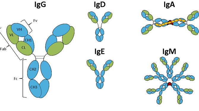 Isotypes And Isotyping Of Antibodies