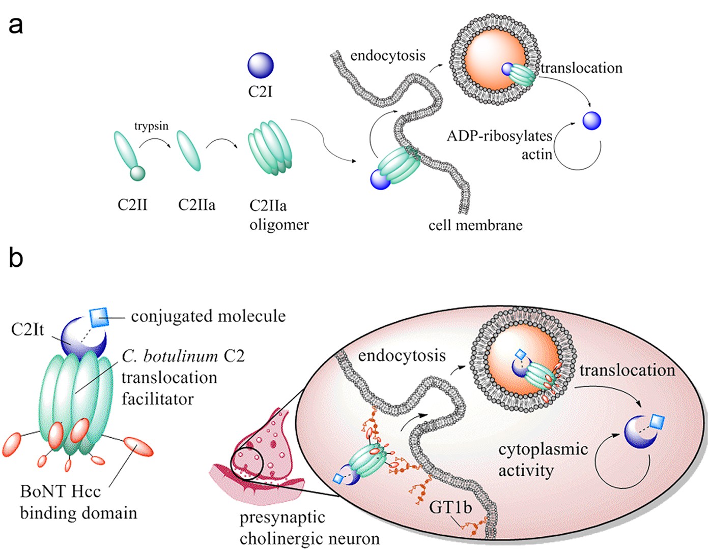 Clostridium botulinum Recombinants